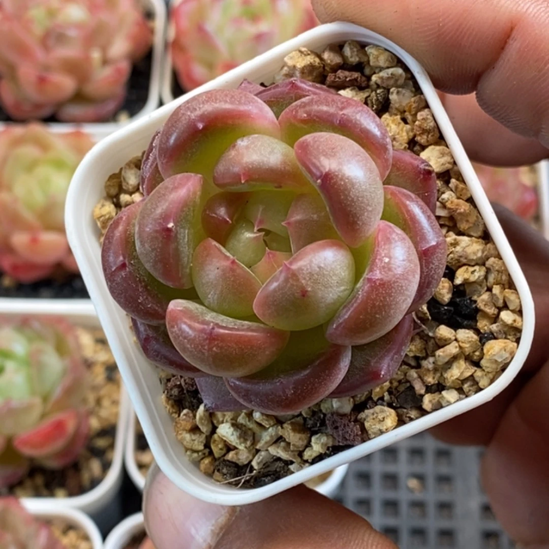 天官赐福百无禁忌