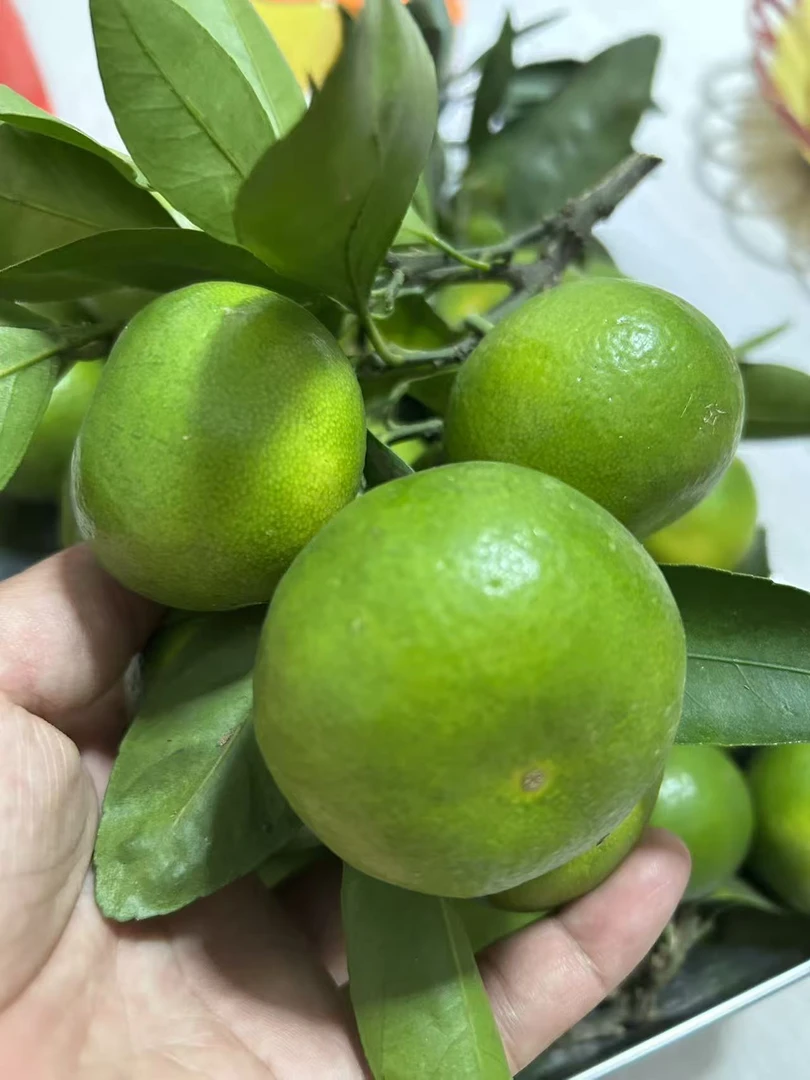 松滋万家乡特早柑橘  现采现发