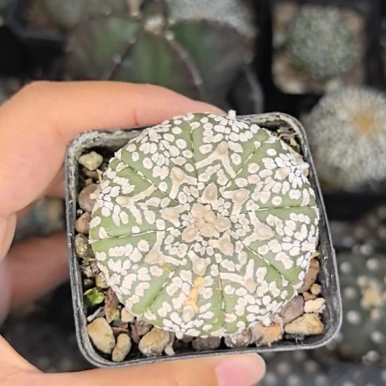 【瑕疵】实生v兜3号球体有伤直径4.5带盆土