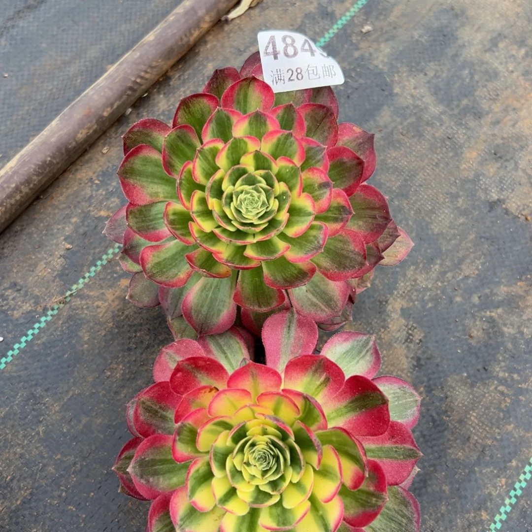 多肉植物4849海王两颗