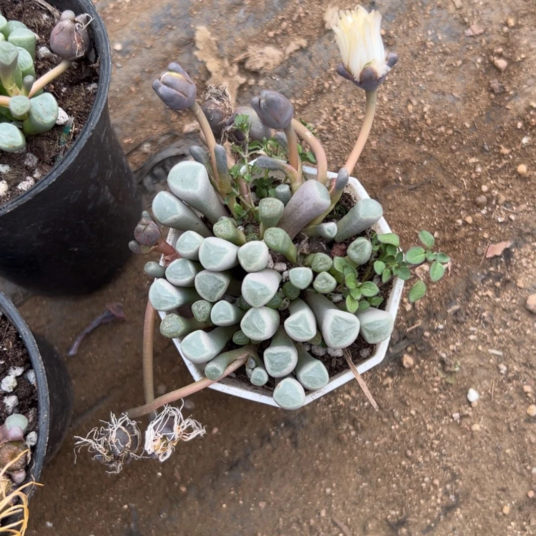 多肉植物多肉植物