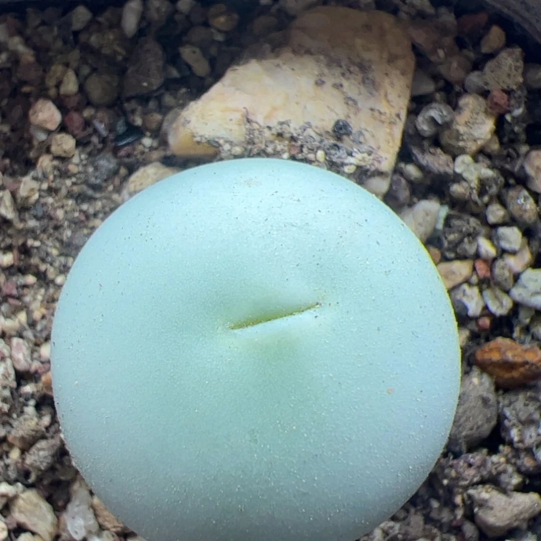 尺码2.3鸽子蛋22346