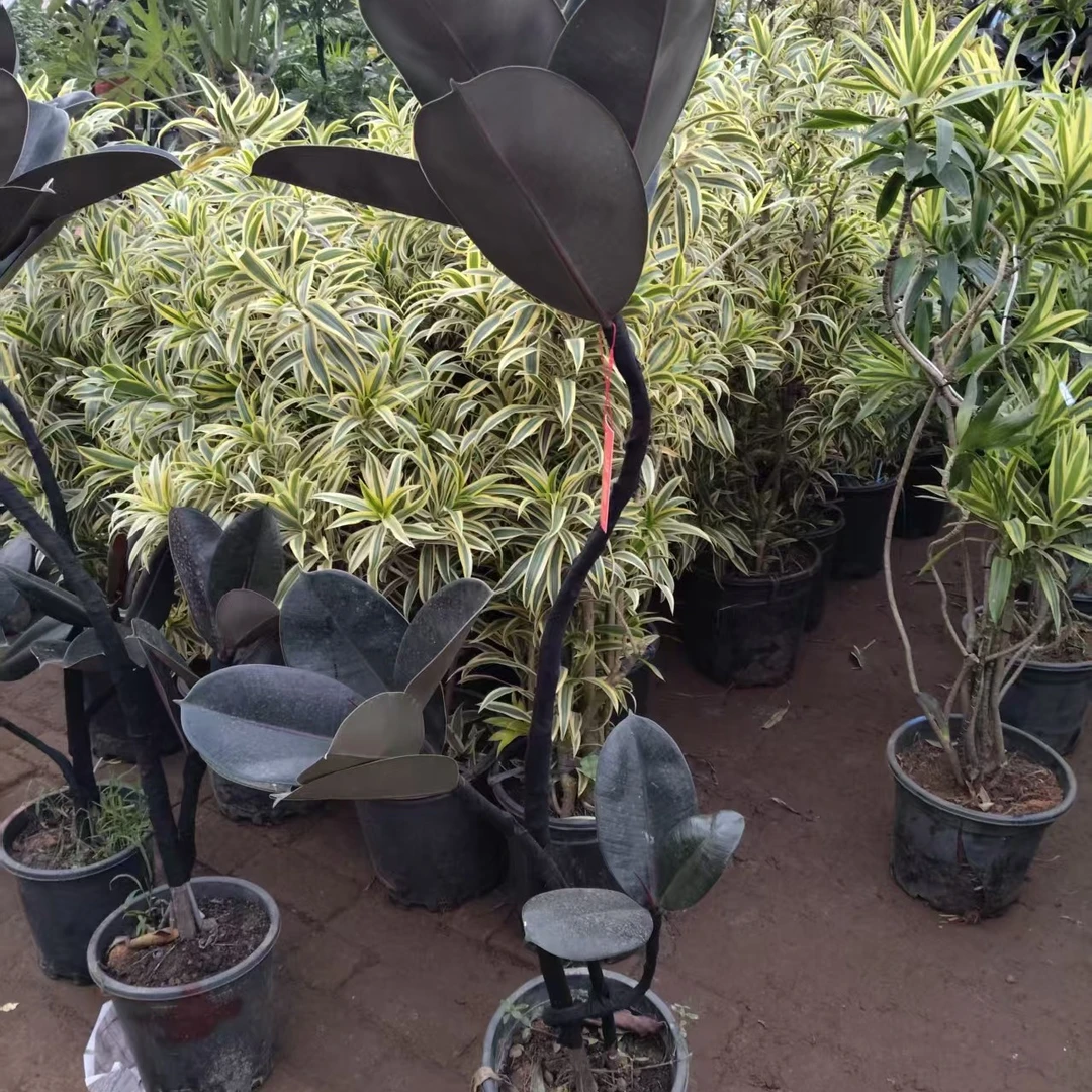 橡皮树盆栽室内四季常青网红绿植好养活客厅办公室大型观叶植物