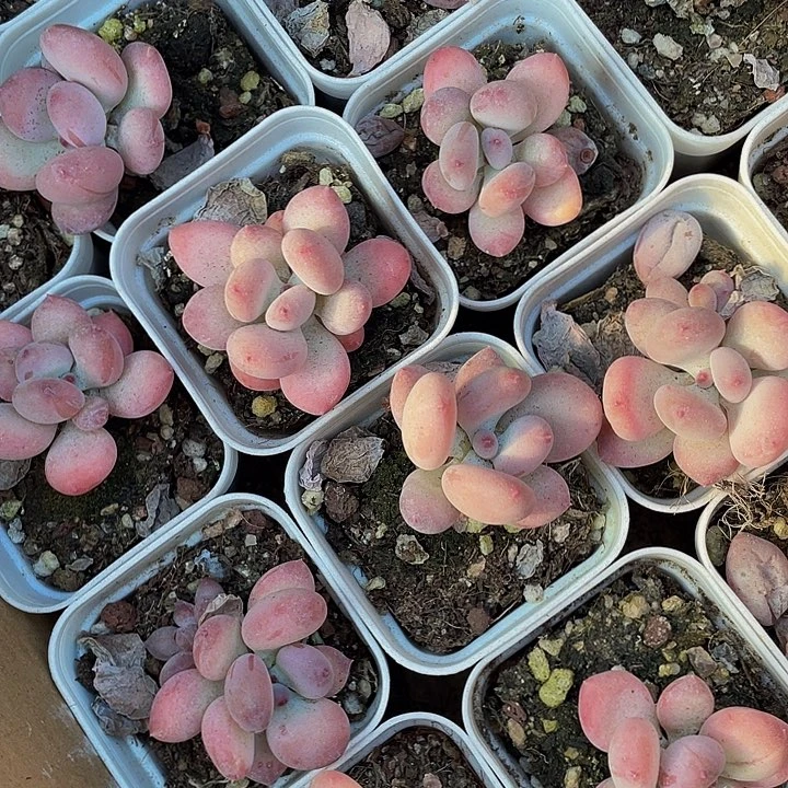 单头苹果奶2.8带盆