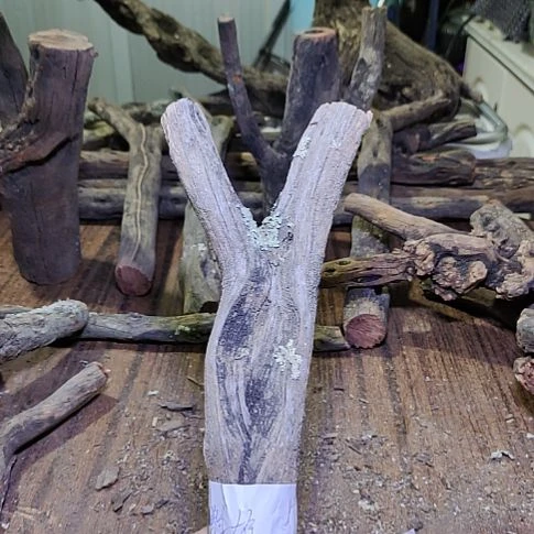 鹦***雄火琉璃原杈，不保沉水，慎拍！