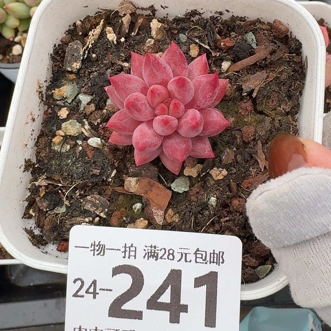 金鱼姬无盆土发货无