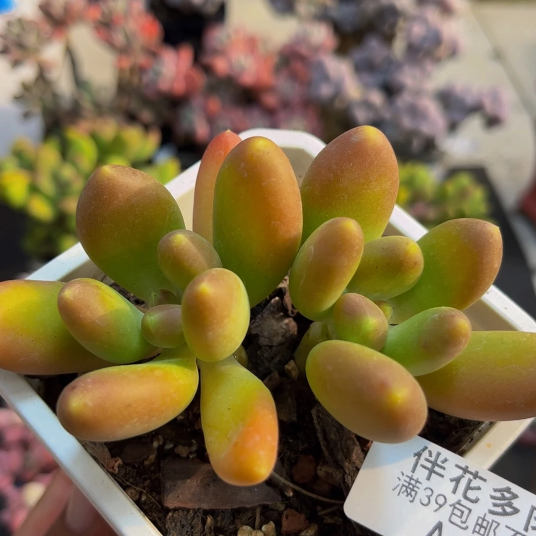 657芒果奶苗8cm多肉植物