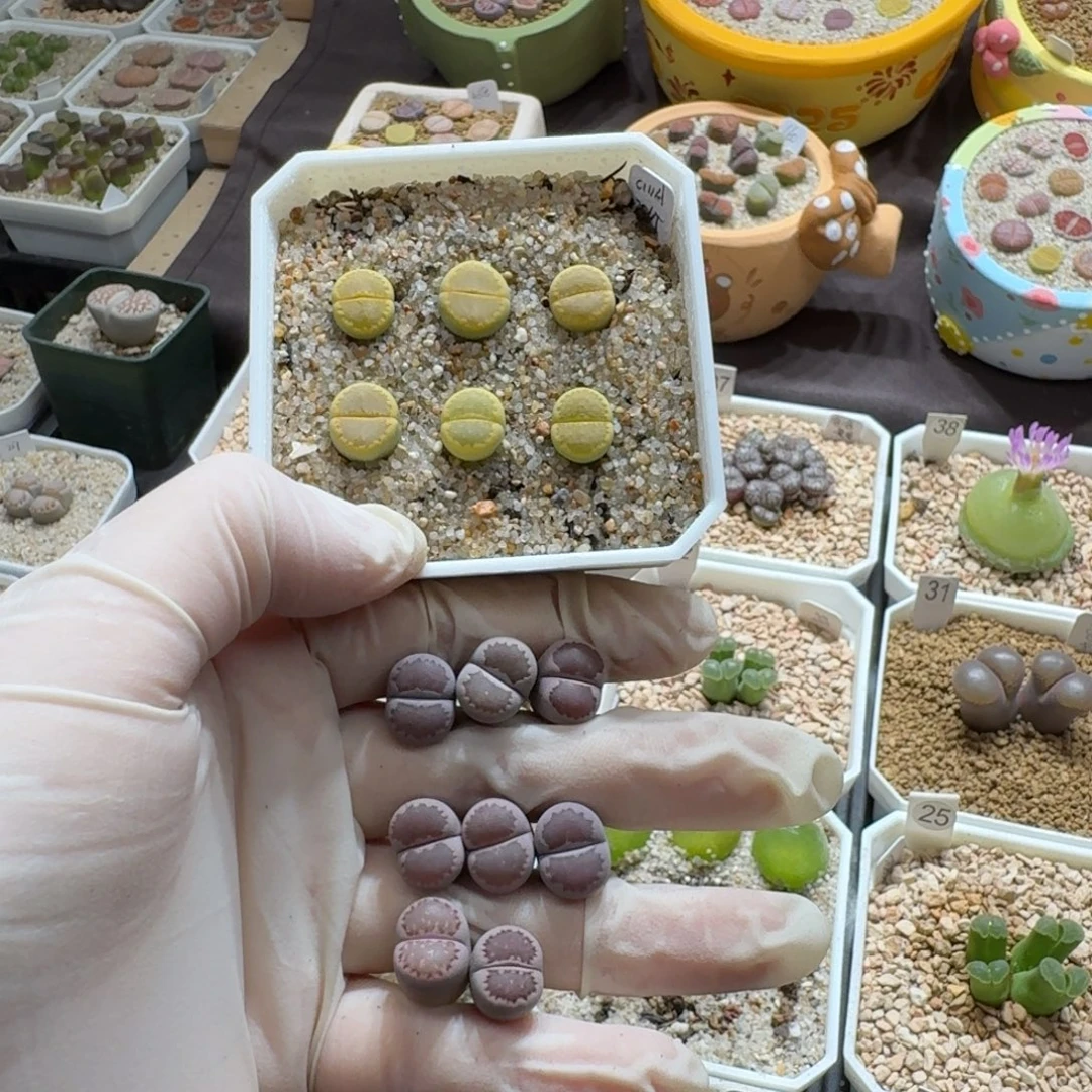 伊***～0921-59饼干饼干饼干