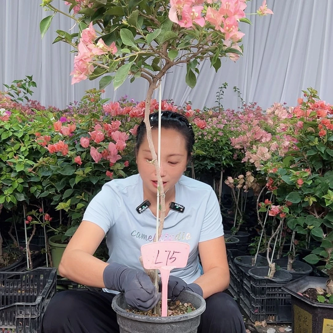 郁***叶当前无花栽培后可以开花L75卡亚塔