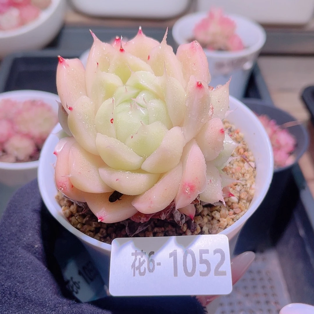 花利美6-1052麦秆