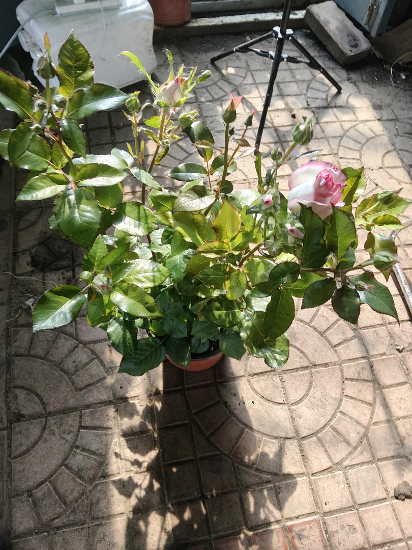 爱莎两盆，四季开花卉浓香型重瓣
