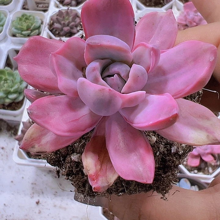 彩虹糖锦19包邮多肉植物