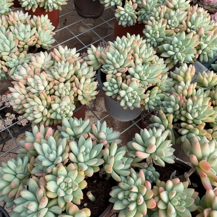 新疆包邮 树冰群