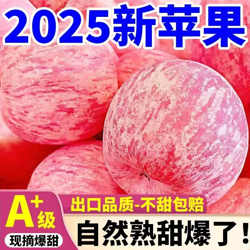 【坏果包赔】正宗山东栖霞红富士苹果当季新鲜水果脆甜多汁现摘现发