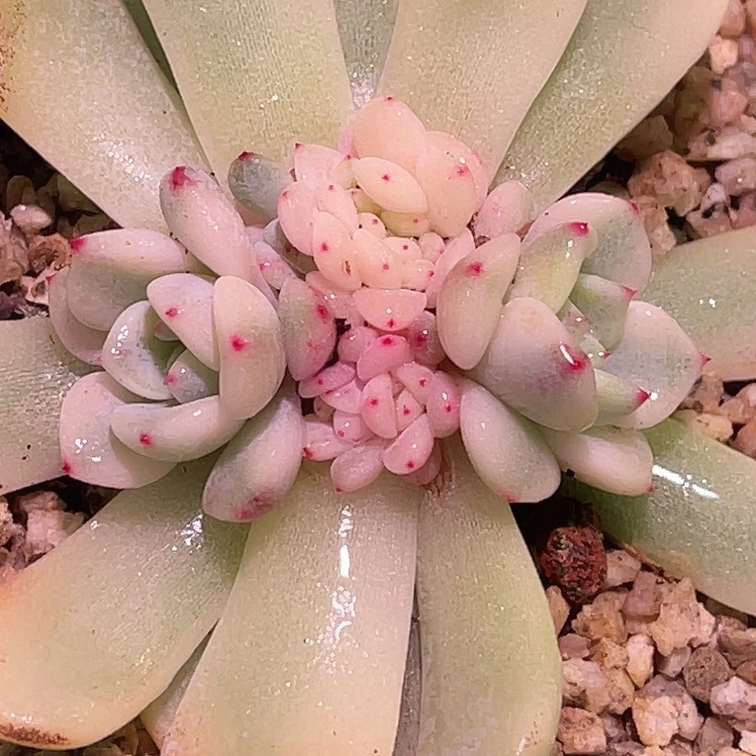 尚品园艺福利比安特雪爪锦底座