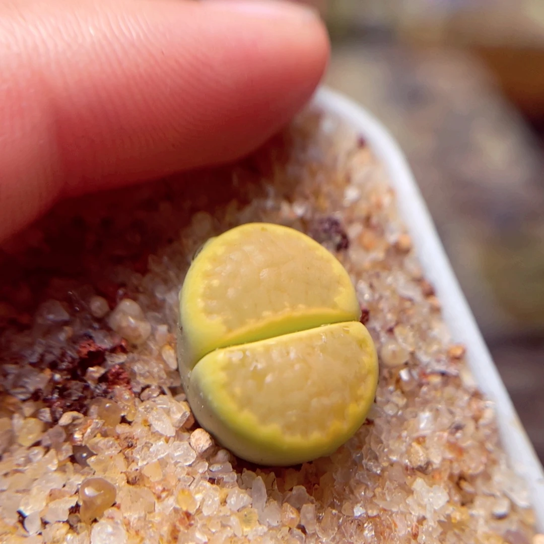 579号带盆盆包邮发货