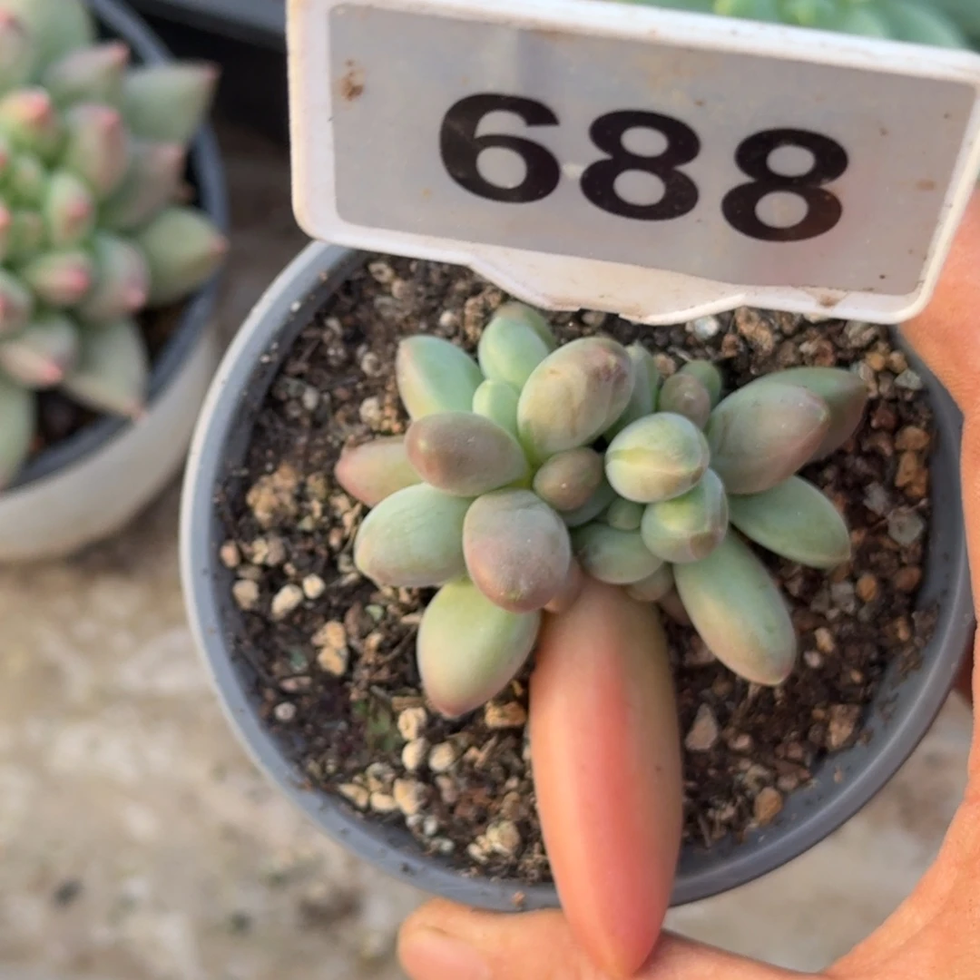 多肉植物戴萌戴688