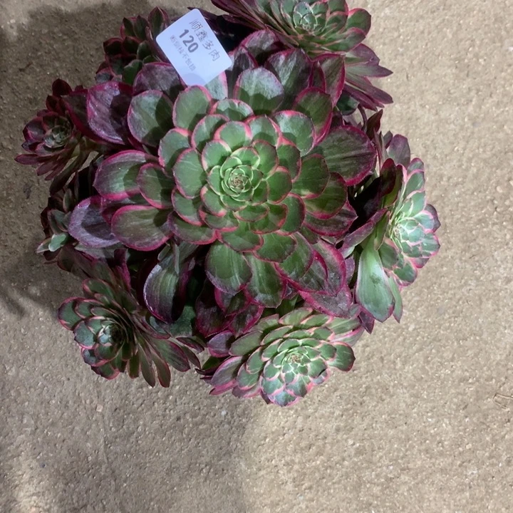 我***?120莲花座多肉植物