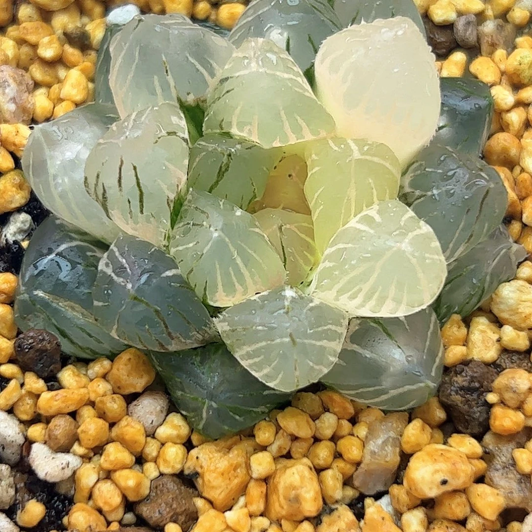 Om锦十二卷多肉植物