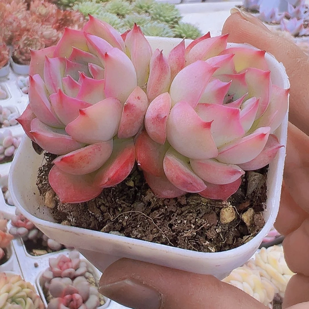 双头侧影19包邮多肉