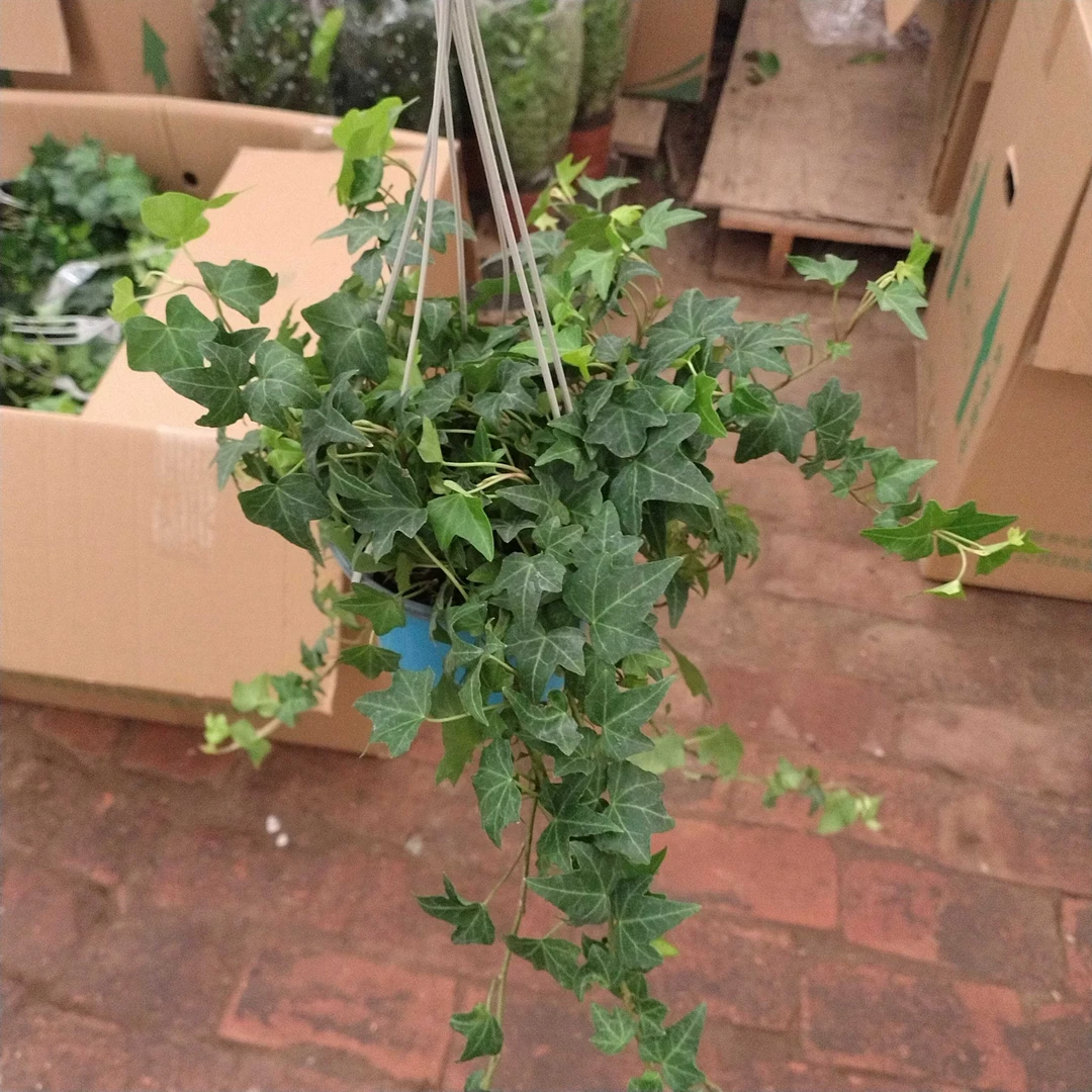 彩杯常春藤垂吊绿植土培净化空气四季常青观叶室内植物活血波士顿