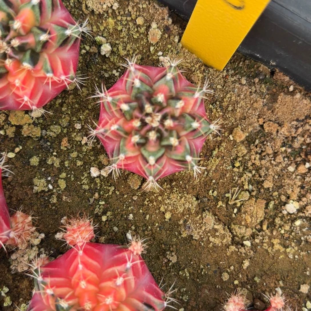 30-1130泰国发货多肉