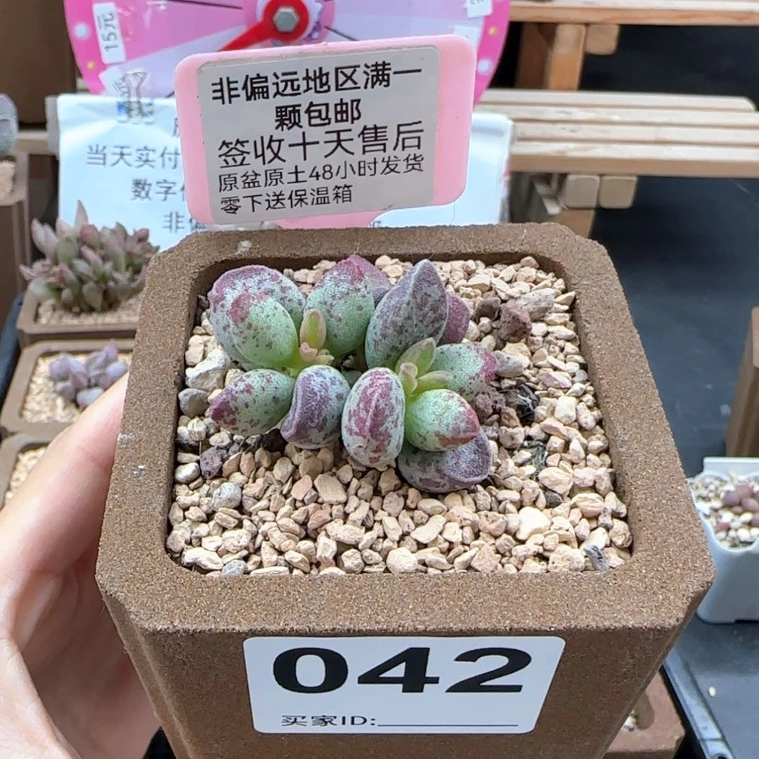 042艾薇多肉植物