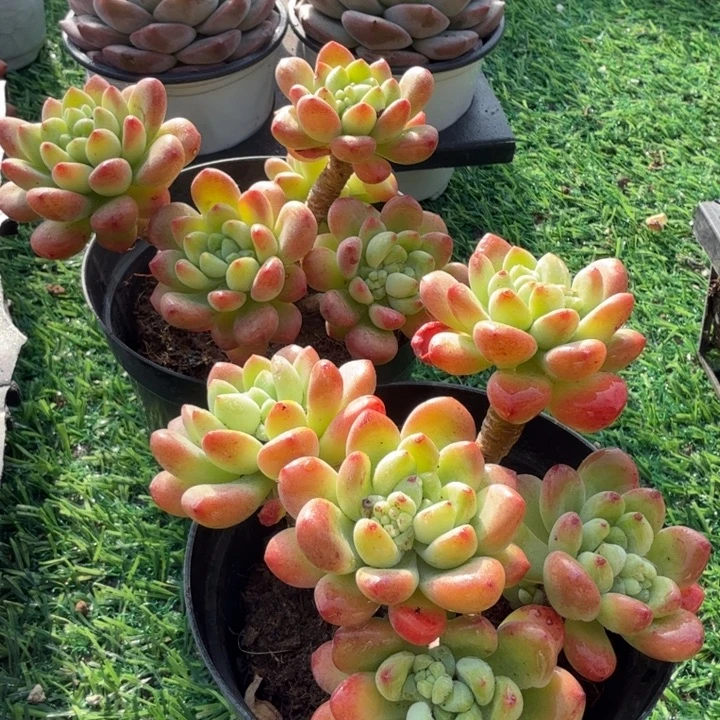 香格里拉。