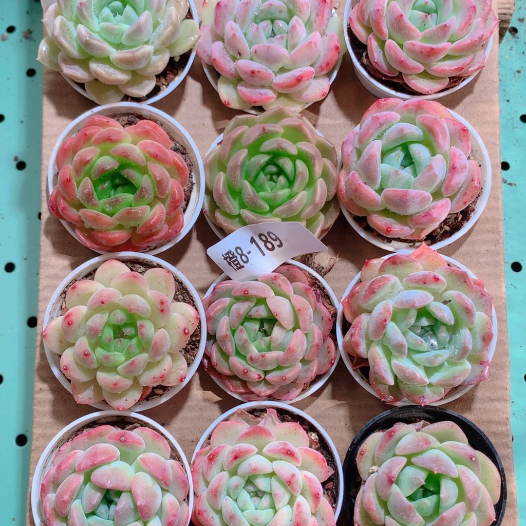 8-189一物一拍带盆18颗