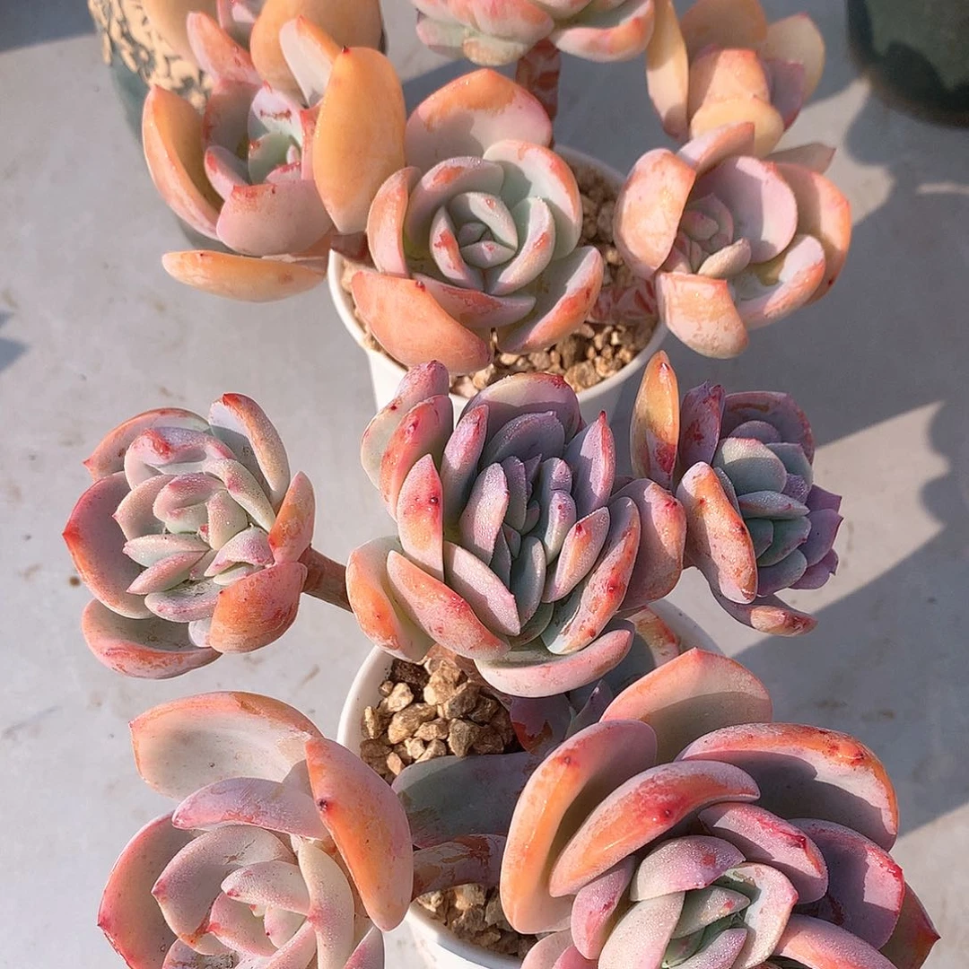 控养白凤多肉两颗