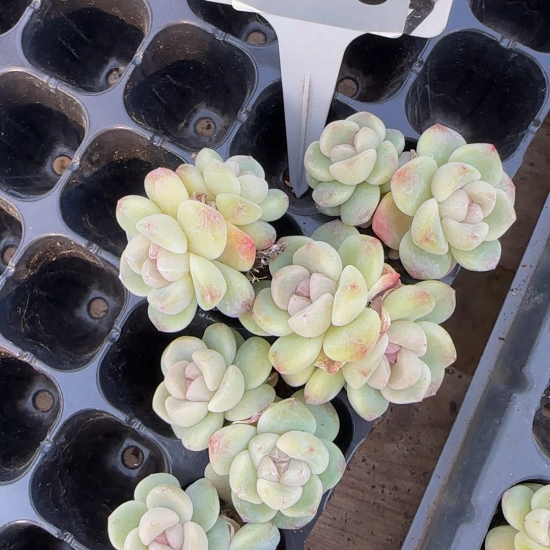 050号一组紫心冰特价福利