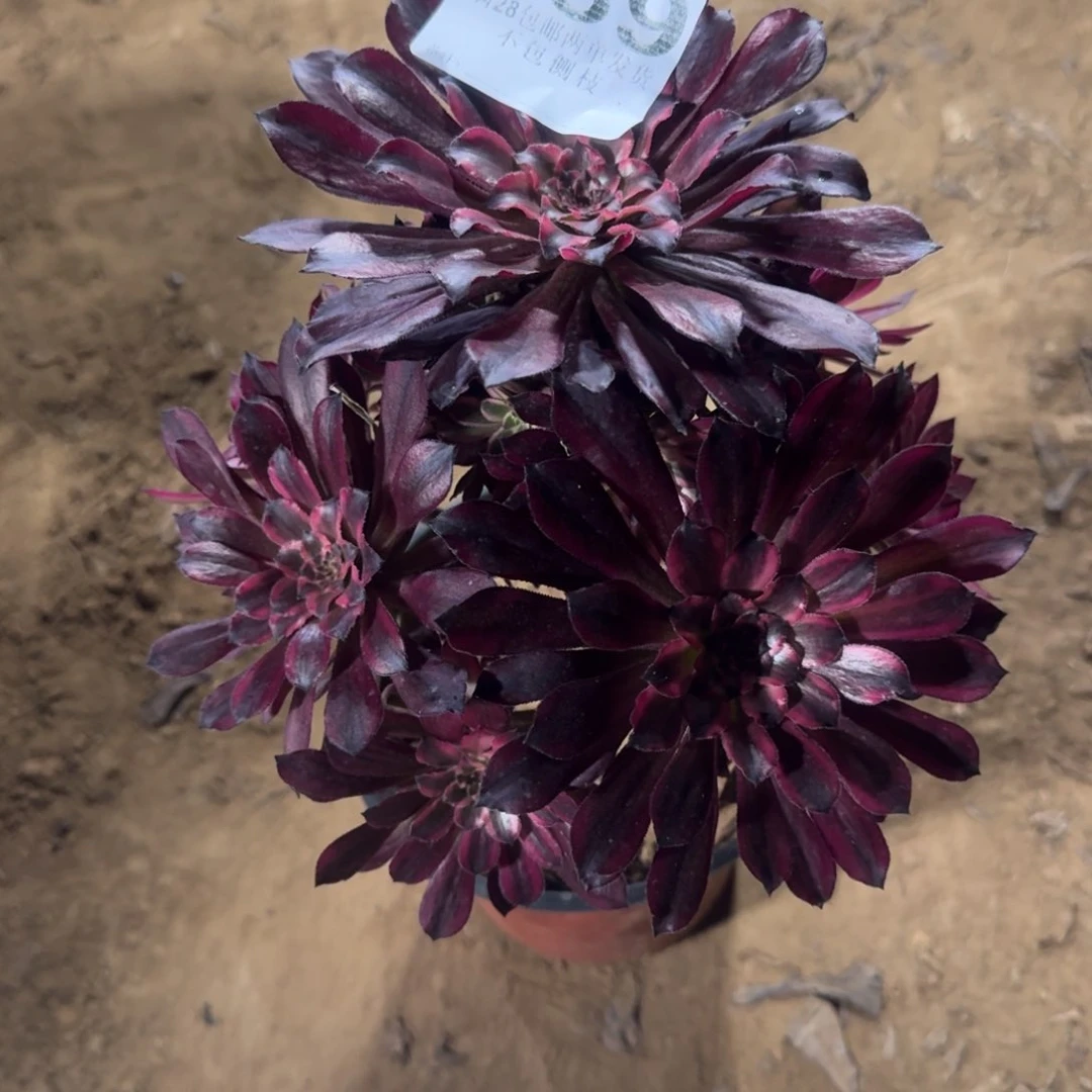 艳*289号雪姬清棚不包损