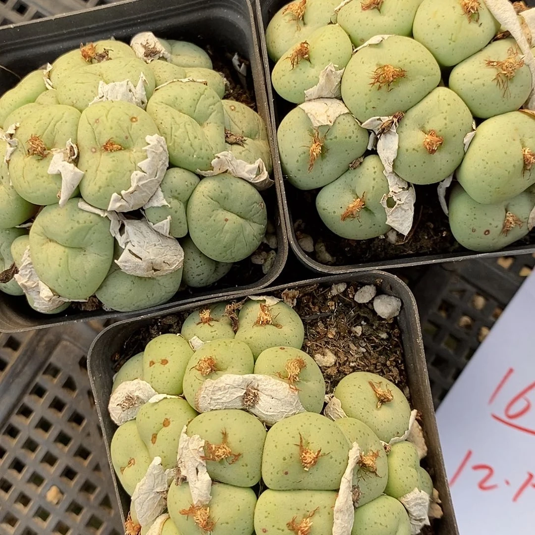 1629吕氏大饼爆盆一盒。