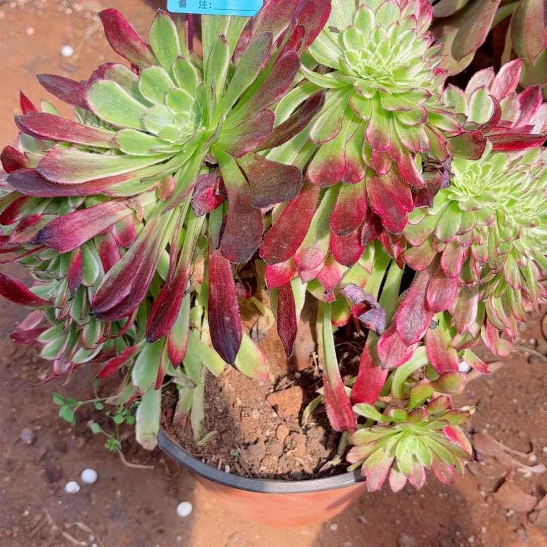 多肉植物675皱叶