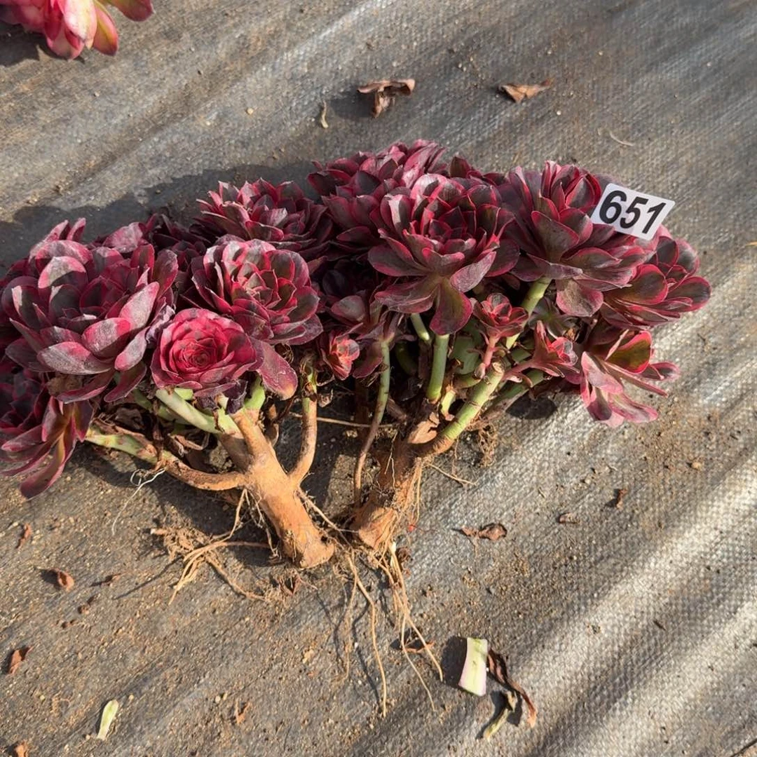 651多肉植物魅金玫瑰无主头有干伤两颗一组