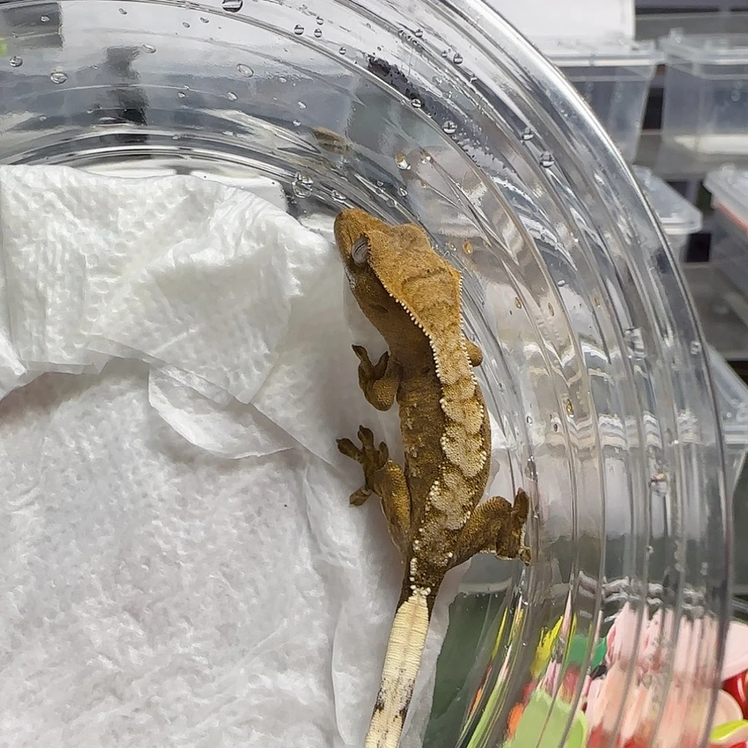 睫角守宫睫角守宫大幼