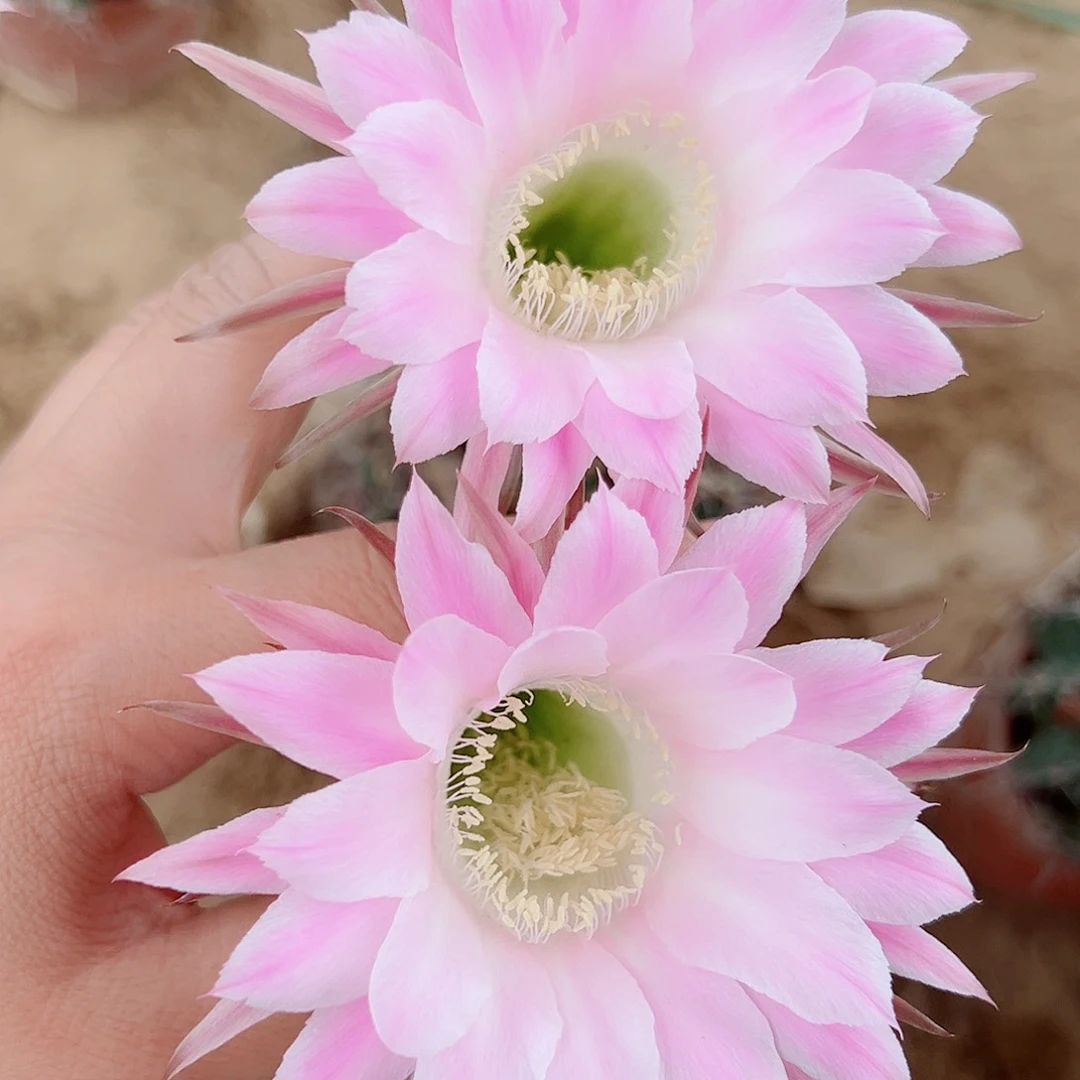 彩草彩草0000233