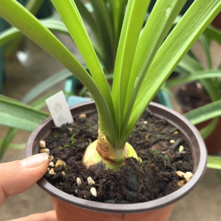 无花朵西瓜酒朱顶红3.8厘米