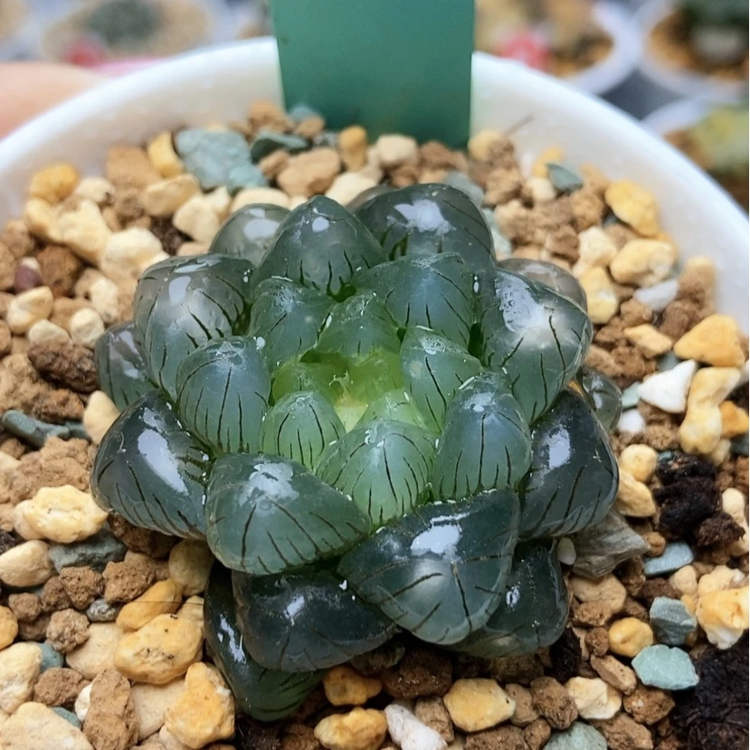 【闪购商品】痛**名翠冰73