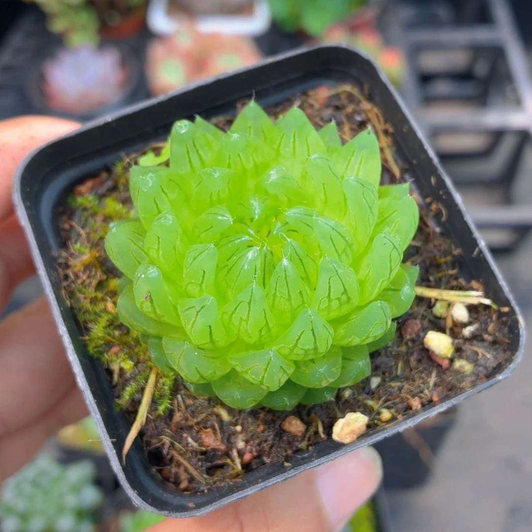 蝉翼玉露多肉9.9包邮发货