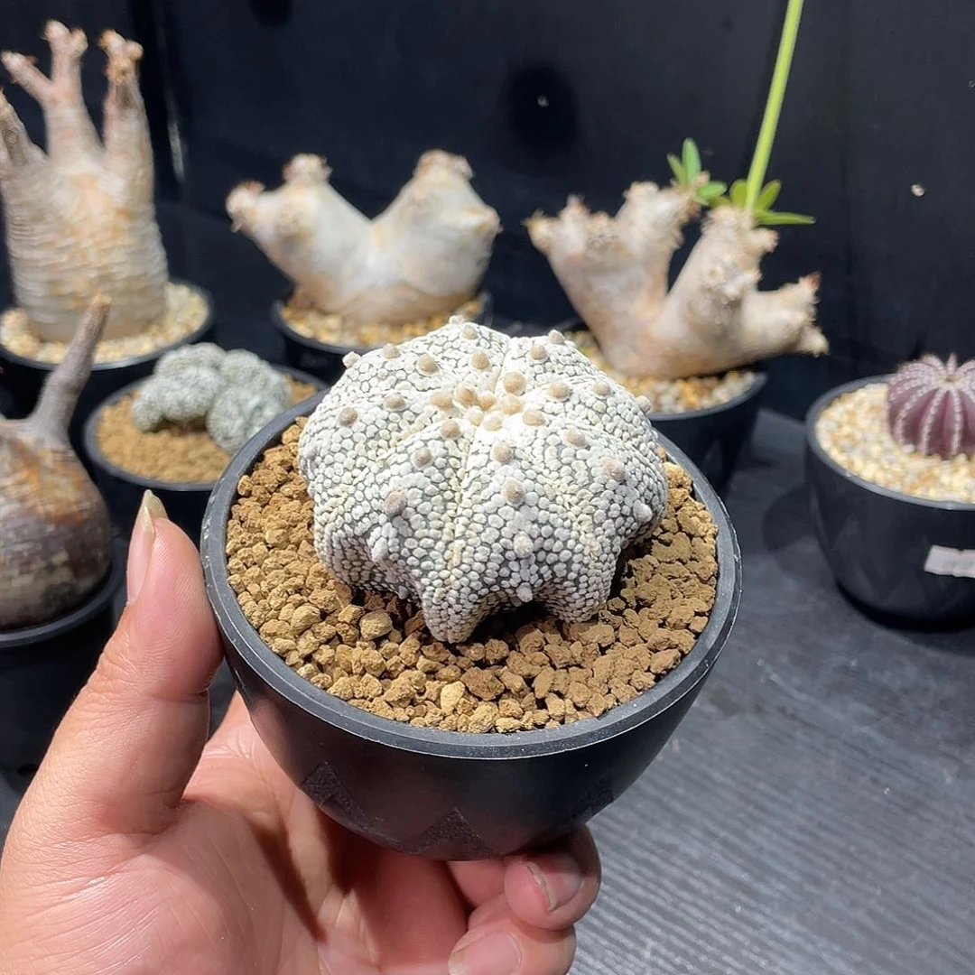 奇迹兜带盆包邮哦