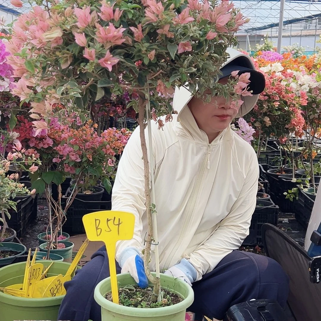 岁****大部分花苞少量开放B54少女心