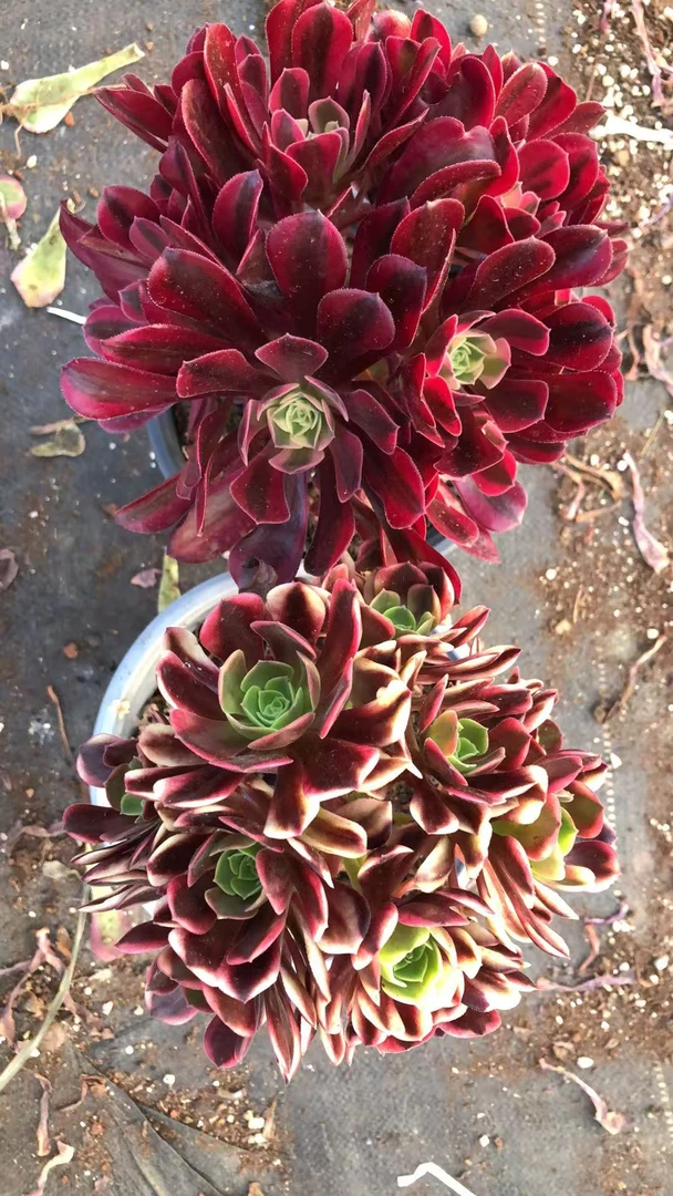 （雪山专属综合）美杜莎欧嘉莉组合  基地直发