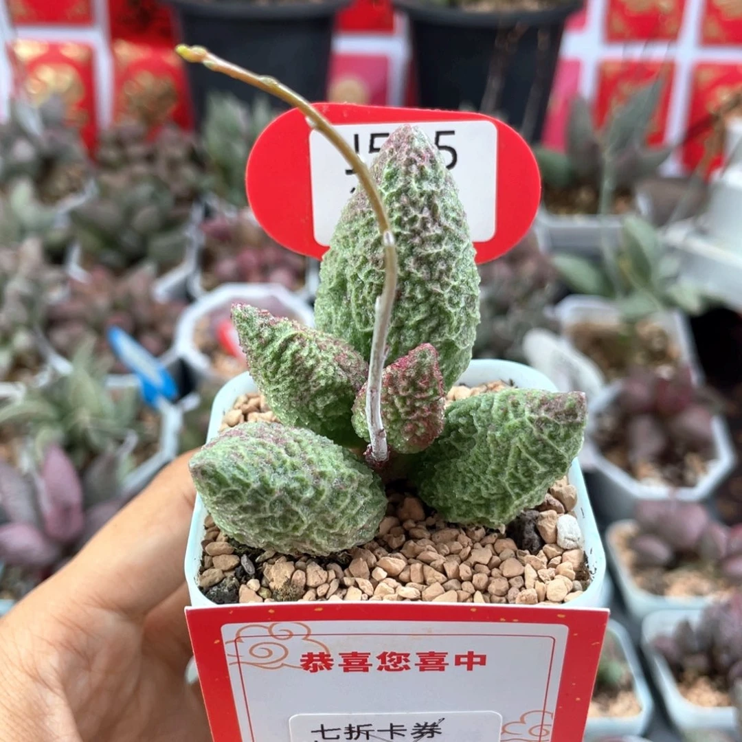 很***味七折。   515。