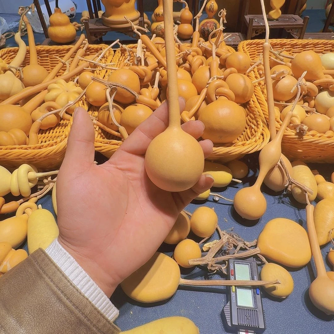 曹***î葫芦科动物大白牛及小黄鱼