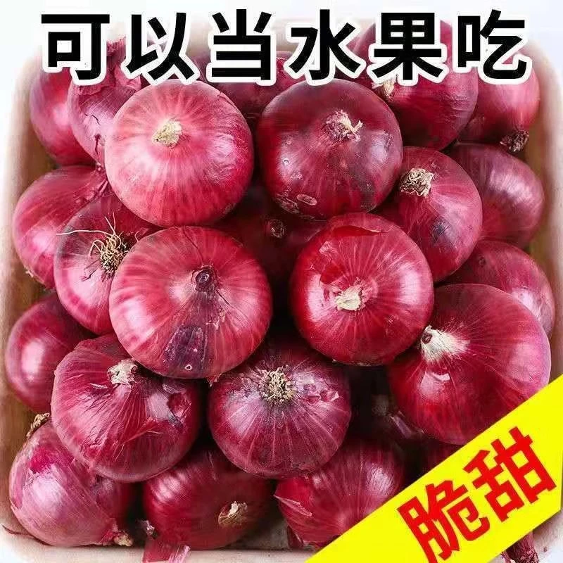 农家现挖现发水果洋葱脆甜紫皮新鲜蔬菜圆葱头整箱包邮优质大葱