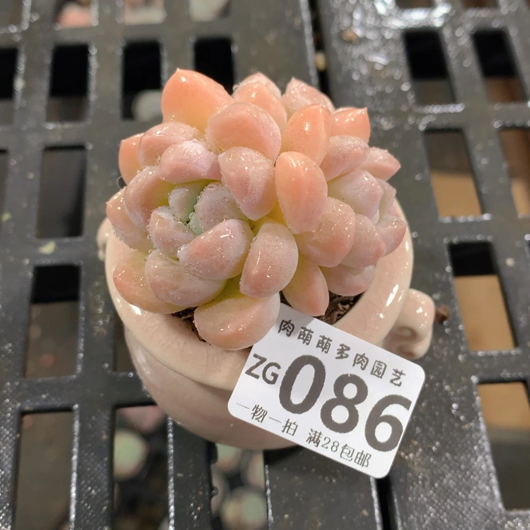 肉萌萌拇指盆精控多肉ZG086