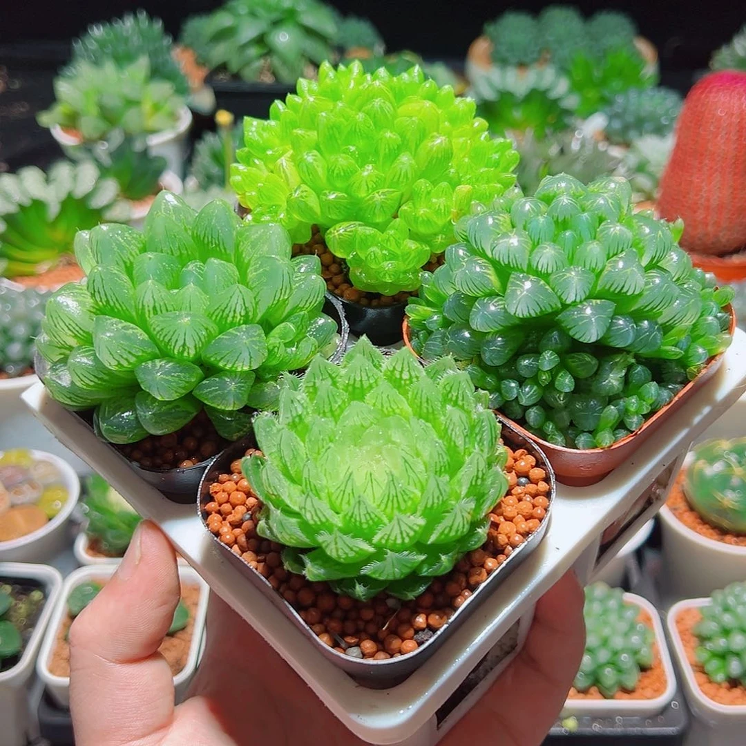 樱水晶姬玉露群雪花水晶草原盆土