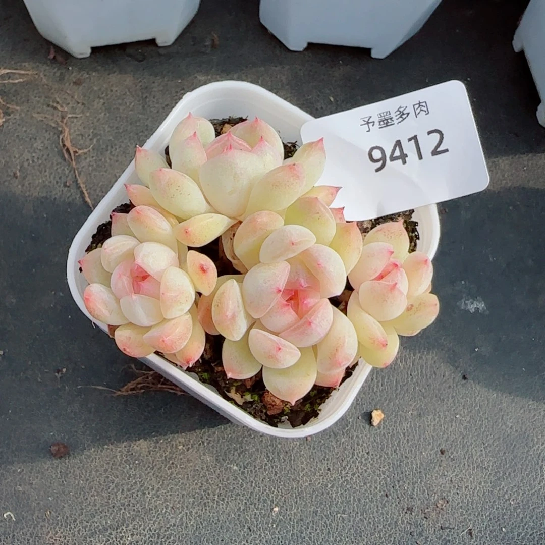 璇玑珍妮，9412多肉植物