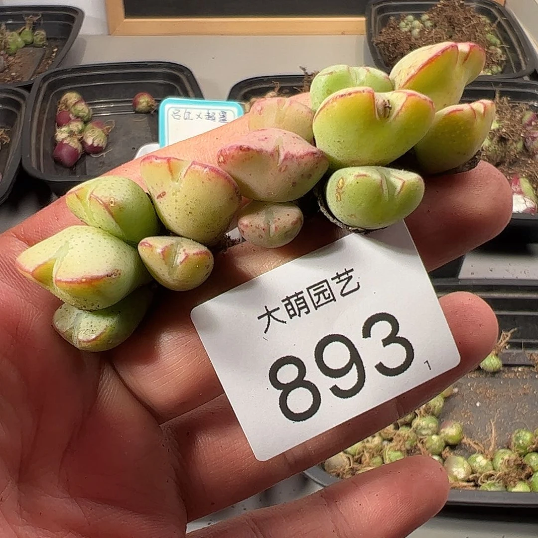 0000893 一物一拍……